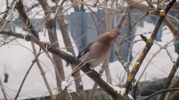 Inverno in Russia. Gli uccelli belli mangiano bacche . Filmato Stock