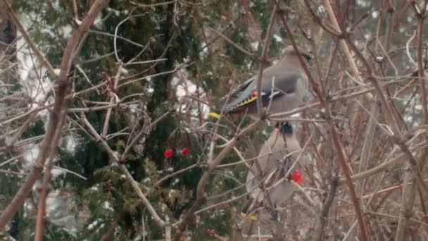 Hiver en Russie. Beaux oiseaux mangent des baies . — Video