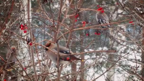 Winter in Russland. schöne Vögel essen Beeren. — Stockvideo