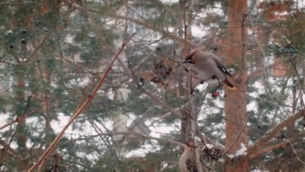 Hiver en Russie. Beaux oiseaux mangent des baies . Clip Vidéo