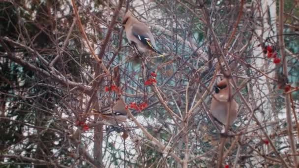 Hiver en Russie. Beaux oiseaux mangent des baies . — Video