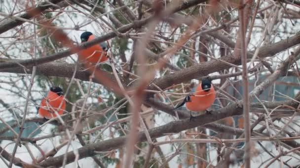 Hiver en Russie. Beaux oiseaux mangent des baies . — Video
