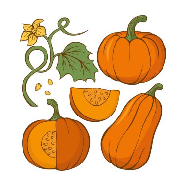 Elle çizilmiş kabaklar kümesi. Sonbahar koleksiyonu. Vektör çizim.