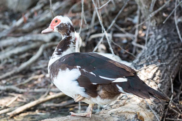 Ente Mit Rotem Schnabel Seeufer — Stockfoto