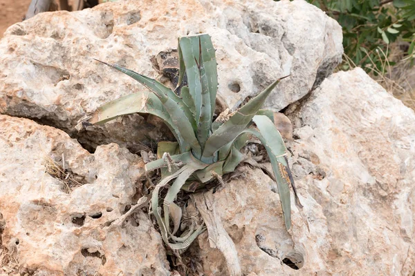 Agave Sizilien Italien View — Stockfoto