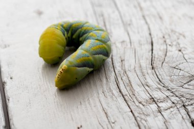 Acherontia Atropos closeup görünümü