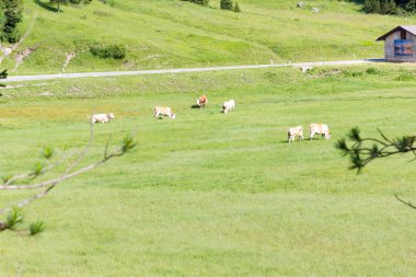 Panorama görünüm otlayan inekler