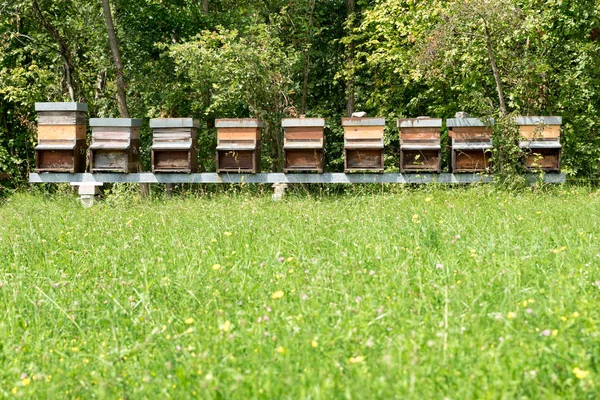 Honigreihe Auf Der Wiese — Stockfoto