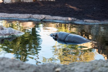 Nehre sular altında su aygırı