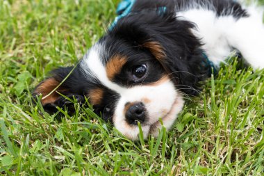 Süvari köpeği Charles Spaniel.