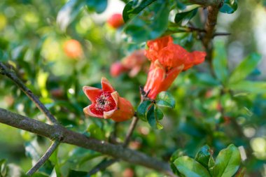 Melograno ağacının kırmızı çiçekler