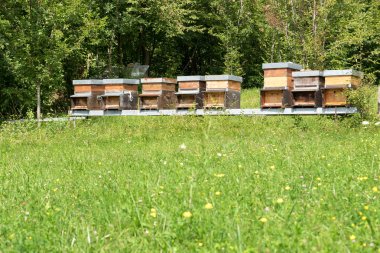 Satır bal çayırda