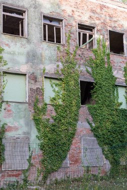 Bitkiler terk edilmiş evleri işgal