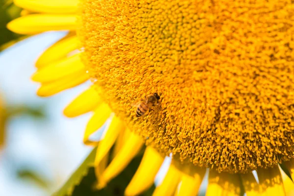 Colorful Yellow Sunflowers Seen Close — Stock Photo, Image