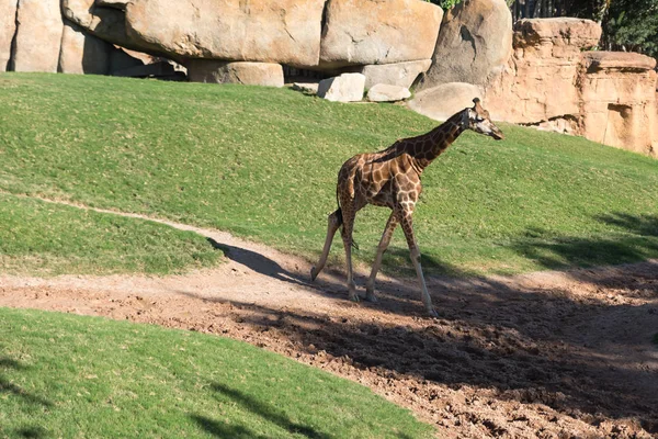 Красивый Вид Африканского Жирафа — стоковое фото