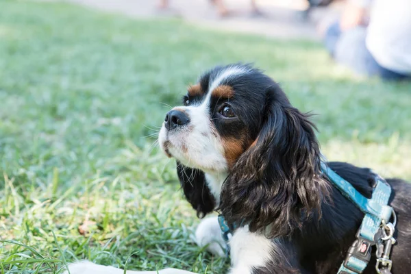 Süvari görüşünün portresi