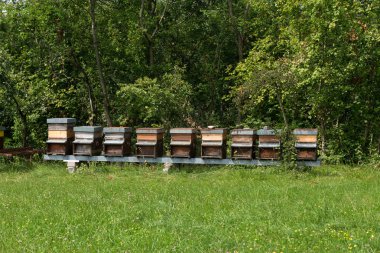 Satır bal çayırda