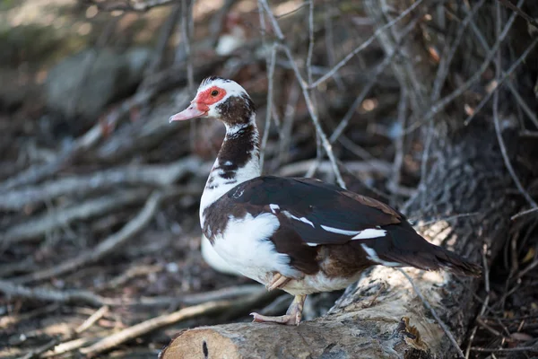 Canard Avec Bec Rouge Sur Rive Lac — Photo