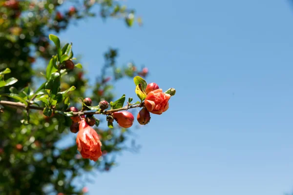Pomegranate Tree Flowers View — Stock Photo, Image