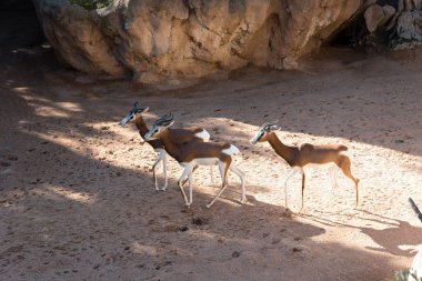 Güzel springbok antilop görünümü
