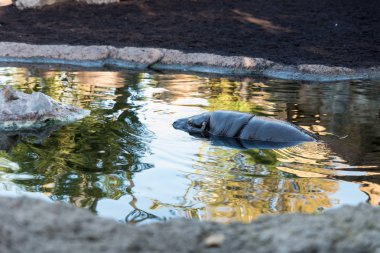Nehre sular altında su aygırı
