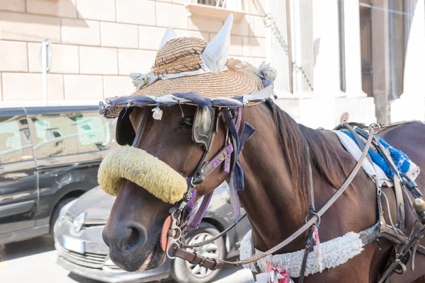 Monreale Sicília Itália Cavalo — Fotografia de Stock