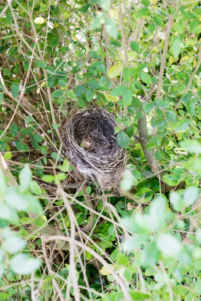 Vue Nid Oiseau Vide — Photo