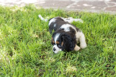 Cavalierking charles spaniel görünümü