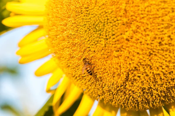 Tournesols Jaunes Colorés Vus Près — Photo