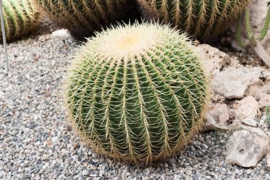 Sicilya Botanik Bahçesi