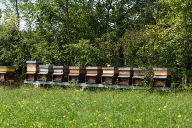 Satır bal çayırda