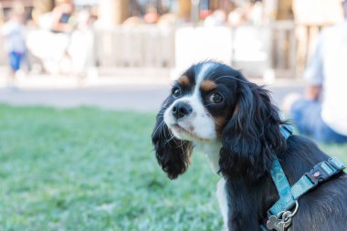 Süvari görüşünün portresi