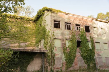 Bitkiler terk edilmiş evleri işgal