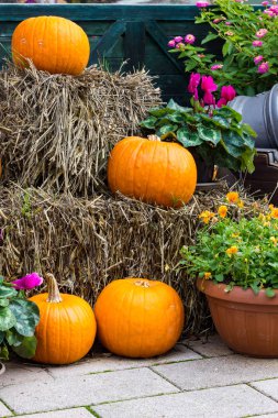 Cadılar Bayramı partisi için turuncu kabak