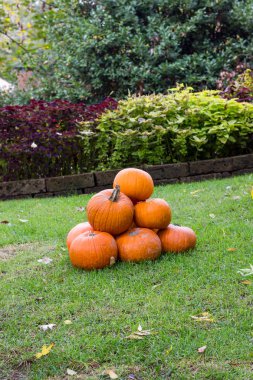 Cadılar Bayramı partisi için turuncu kabak