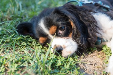 Süvari görüşünün portresi