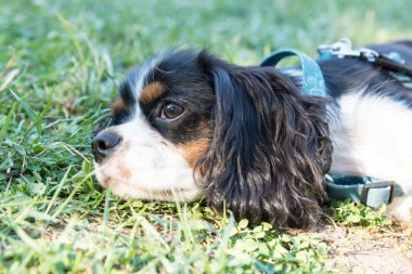 Süvari görüşünün portresi