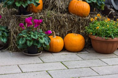 Cadılar Bayramı partisi için turuncu kabak