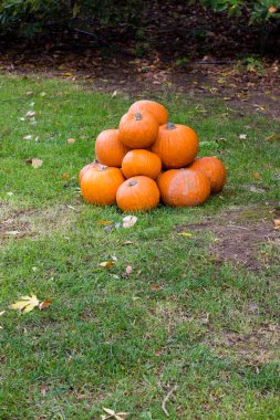 Cadılar Bayramı partisi için turuncu kabak