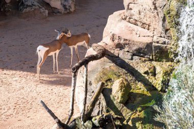 Güzel springbok antilop görünümü