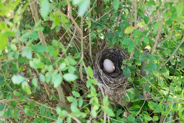 鸟巢与蛋 — 图库照片