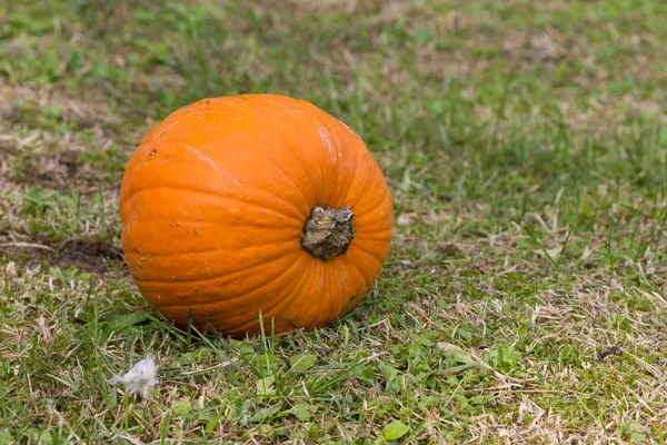 Orange pumpkins for Halloween Party