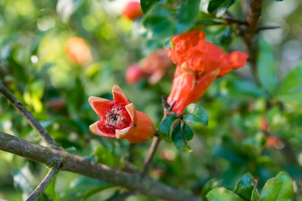 Red Flowers Melograno Tree — Stock Photo, Image