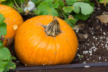 Cadılar Bayramı partisi için turuncu kabak