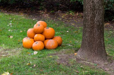Cadılar Bayramı partisi için turuncu kabak