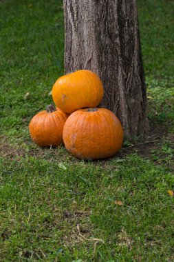 Cadılar Bayramı partisi için turuncu kabak