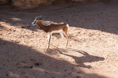 Güzel springbok antilop görünümü