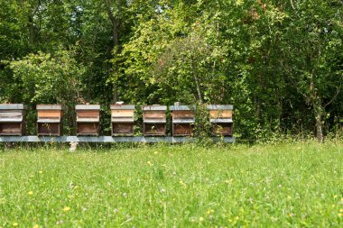 Satır bal çayırda