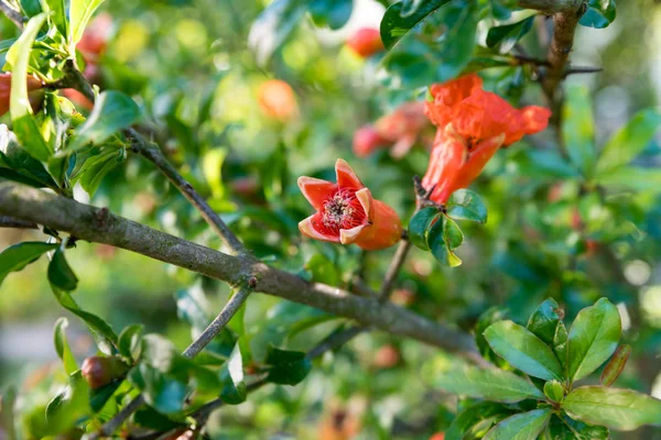Red Flowers Melograno Tree — Stock Photo, Image
