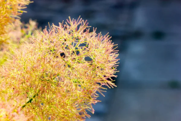 Yellow Flowers Closeup View — Stock Photo, Image